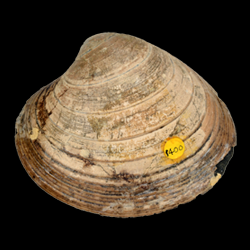 Bivalvia