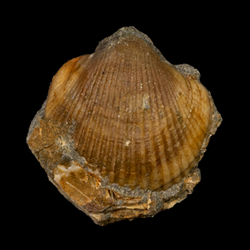 Glycymerididae