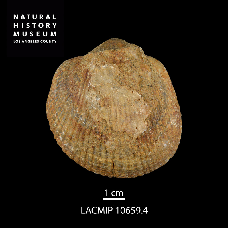 Glycymerita banosensis