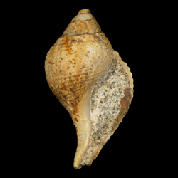 Neogastropoda