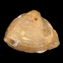 Mactridae