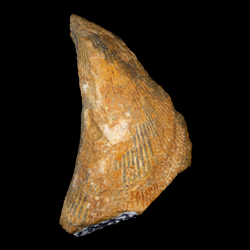 Mytilida