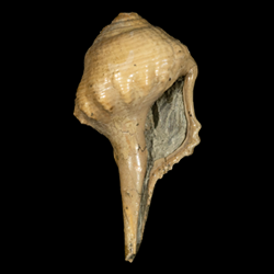 Perissityidae