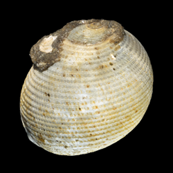 Ringiculidae