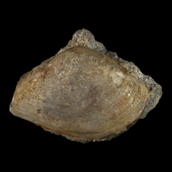 Caryocorbula traskii