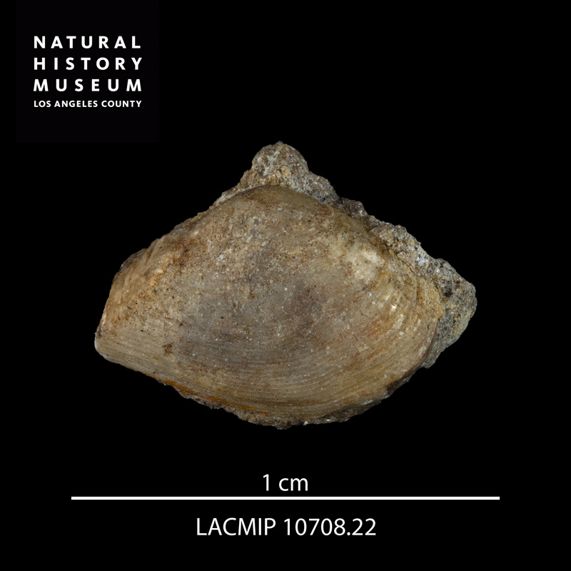 <i>Caryocorbula traskii</i>  (LACMIP 10708.22) from the Chatsworth Formation of California.