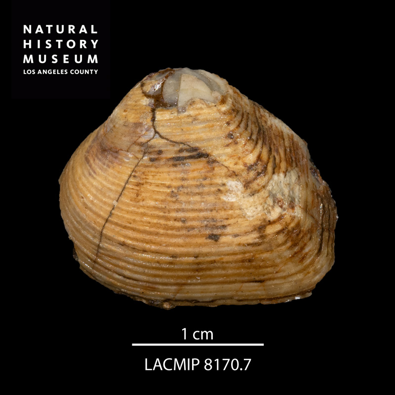 <i>Crassatella gamma</i> from the Ladd Formation of California (LACMIP 8170.7).