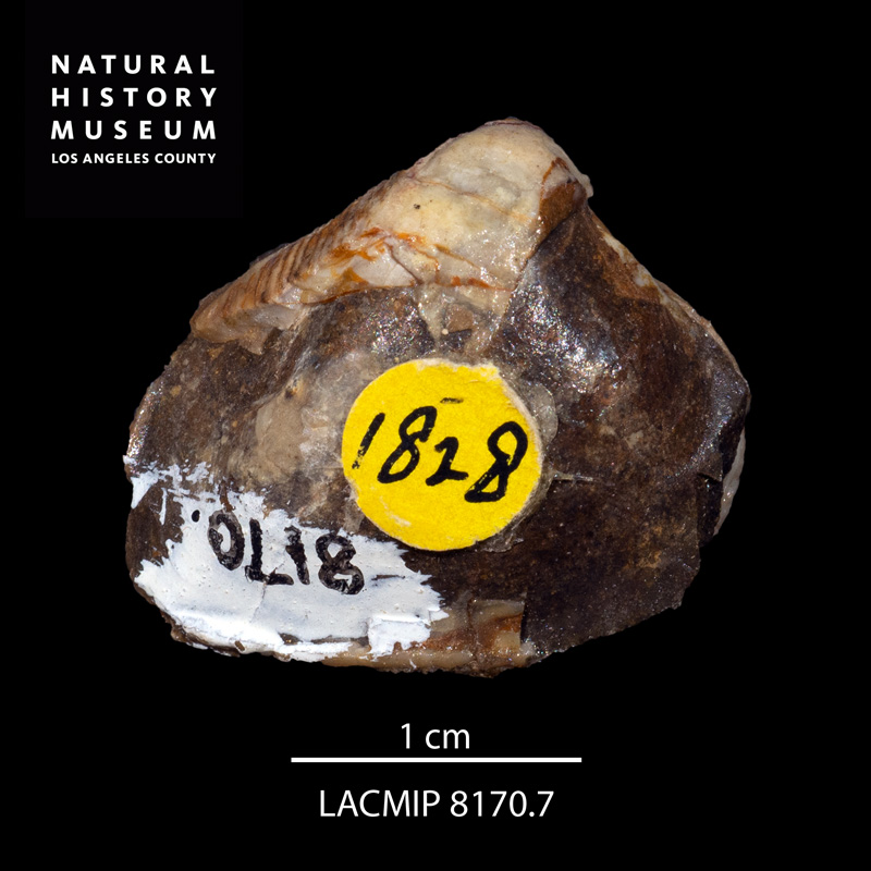 <i>Crassatella gamma</i> from the Ladd Formation of California (LACMIP 8170.7).