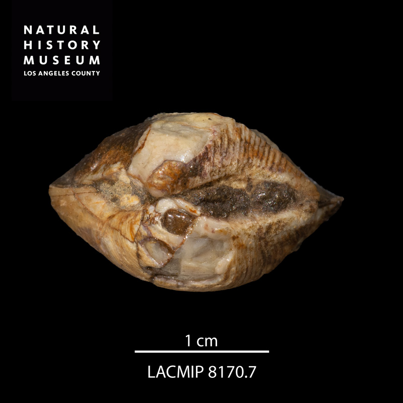 <i>Crassatella gamma</i> from the Ladd Formation of California (LACMIP 8170.7).