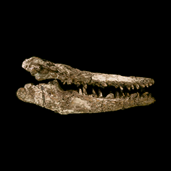 Plesiotylosaurus crassidens