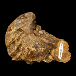 Pterotrigonia evansana