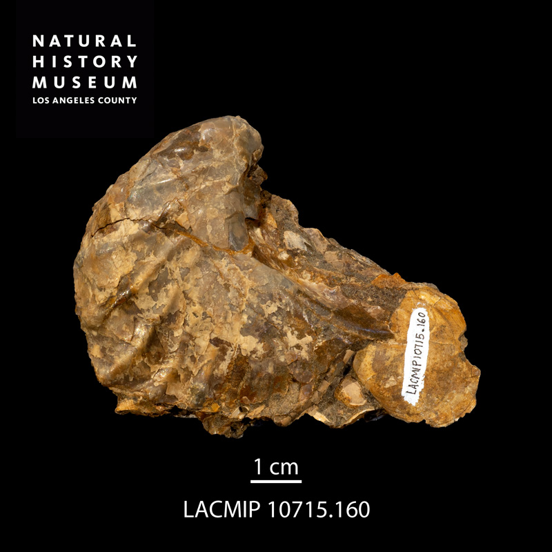 <i>Pterotrigonia evansana</i> from the Chatsworth Formation of California (LACMIP 10715.160).