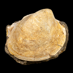 Protocardia (Pachycardium) placerensis
