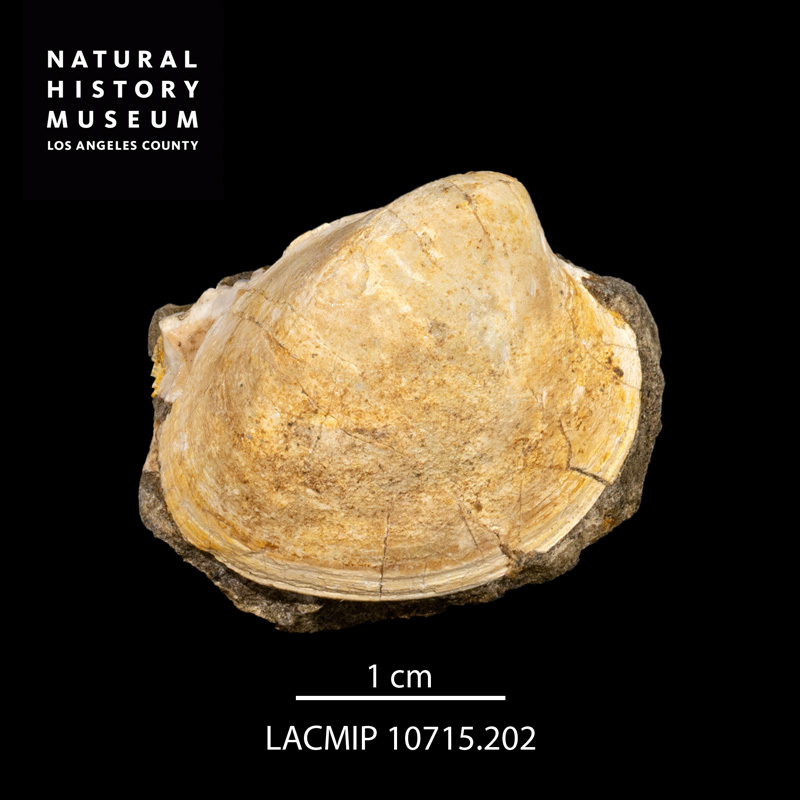<i>Protocardia (Pachycardium) placerensis</i> from the Chatsworth Formation of California (LACMIP 10715.202).