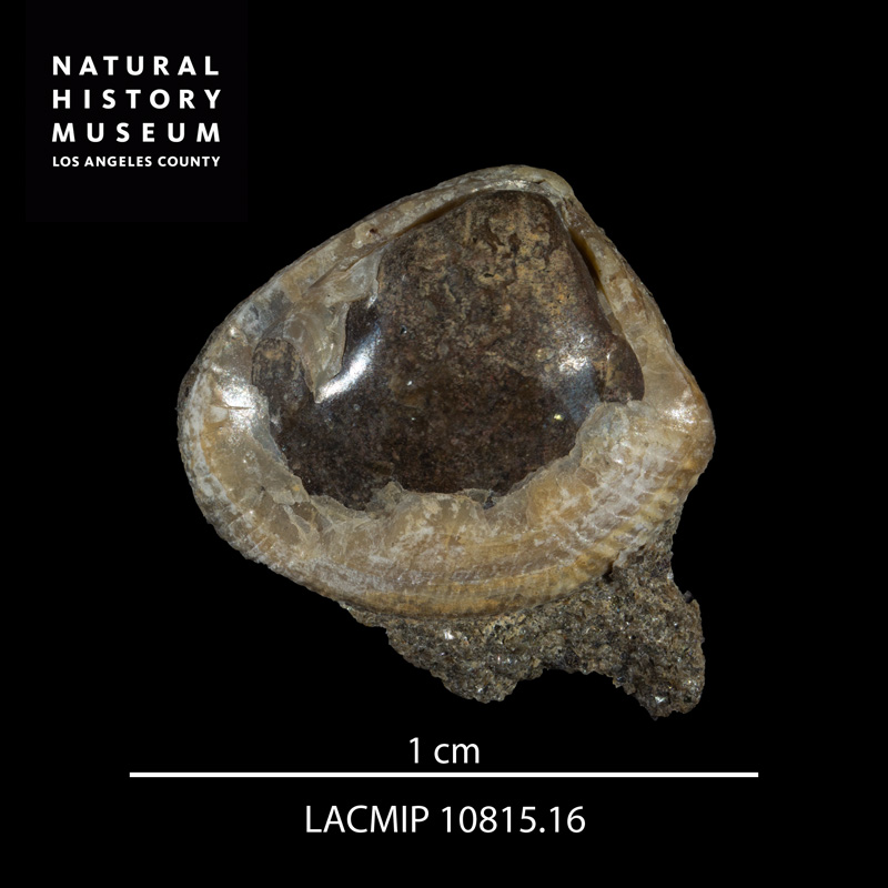<i>Acila (Truncacila) demessa</i> from the Redding Formation of California (LACMIP 10815.16).