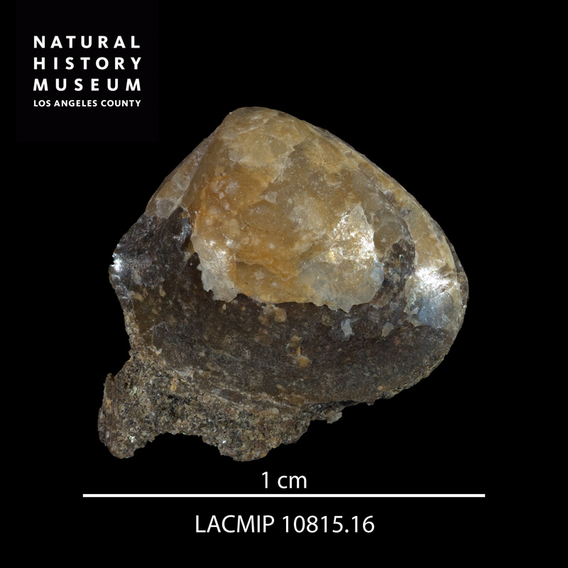 <i>Acila (Truncacila) demessa</i> from the Redding Formation of California (LACMIP 10815.16).