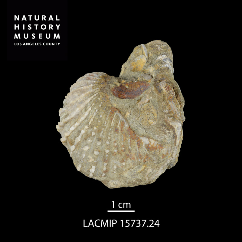 Pterotrigonia klamathonia