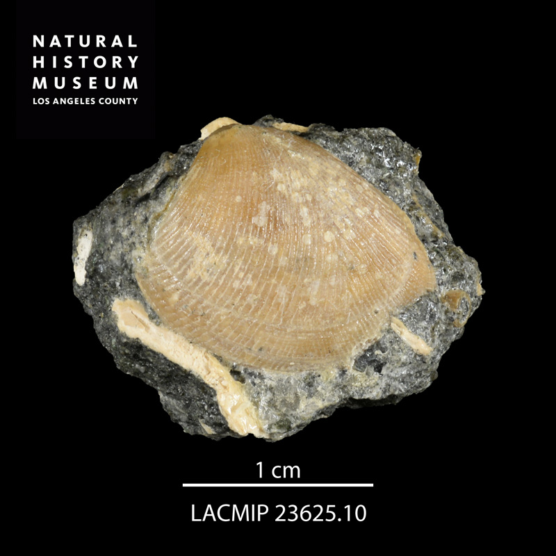 <i>Acila (Truncacila) demessa</i> from the Chico Formation of California (LACMIP 23625.10).