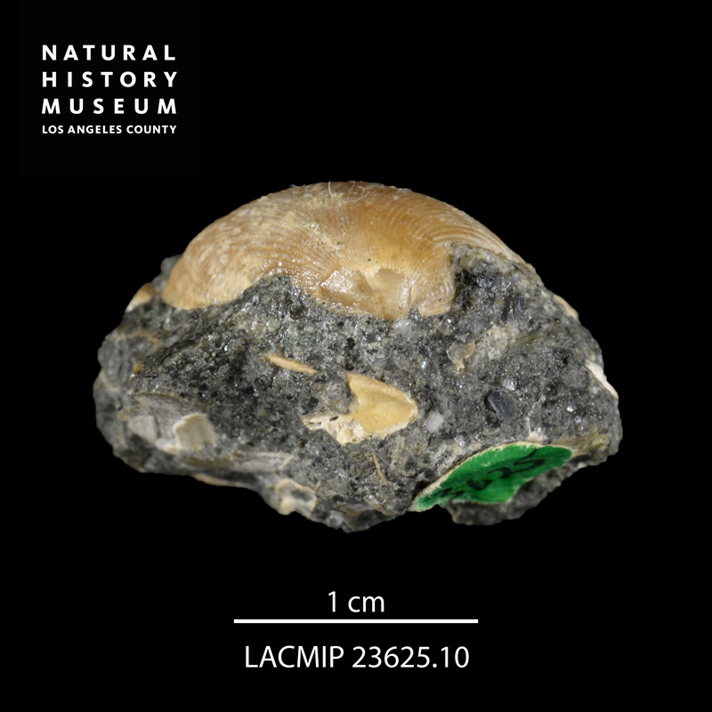 <i>Acila (Truncacila) demessa</i> from the Chico Formation of California (LACMIP 23625.10).