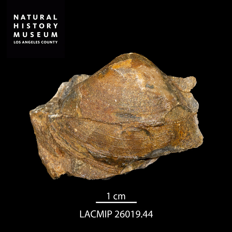 Cymbophora triangulata