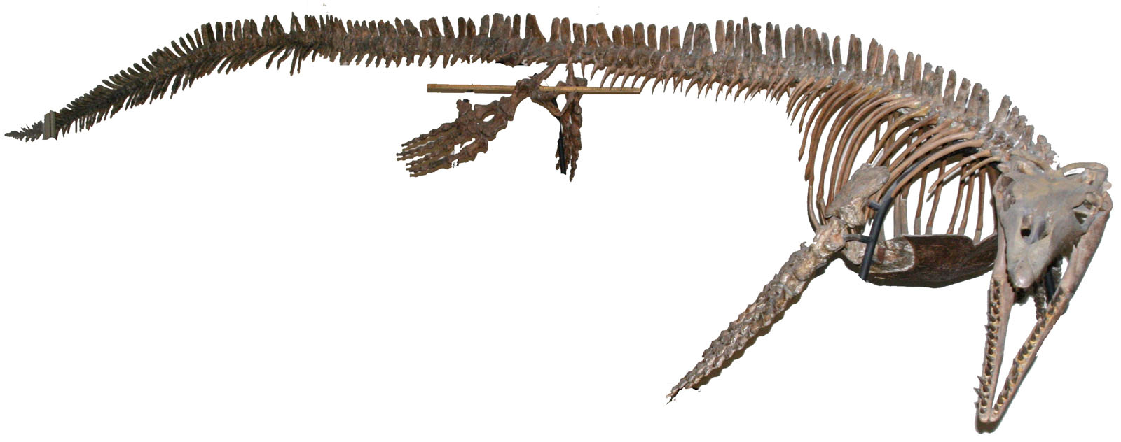 Plotosaurus bennisoni